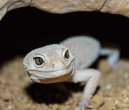 Best Beginner Geckos to Keep